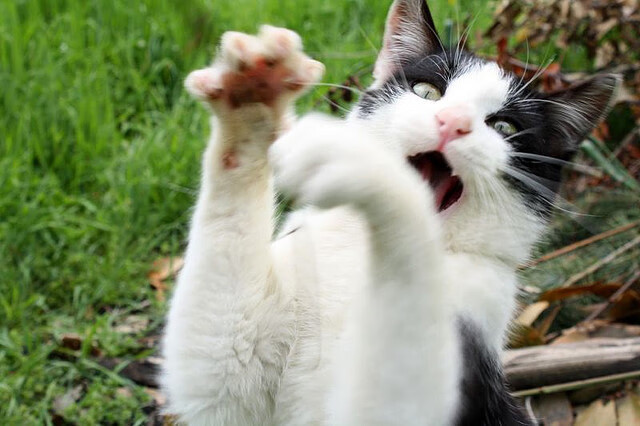 半场逆转科威特胜利提振球员士气,科威特近况