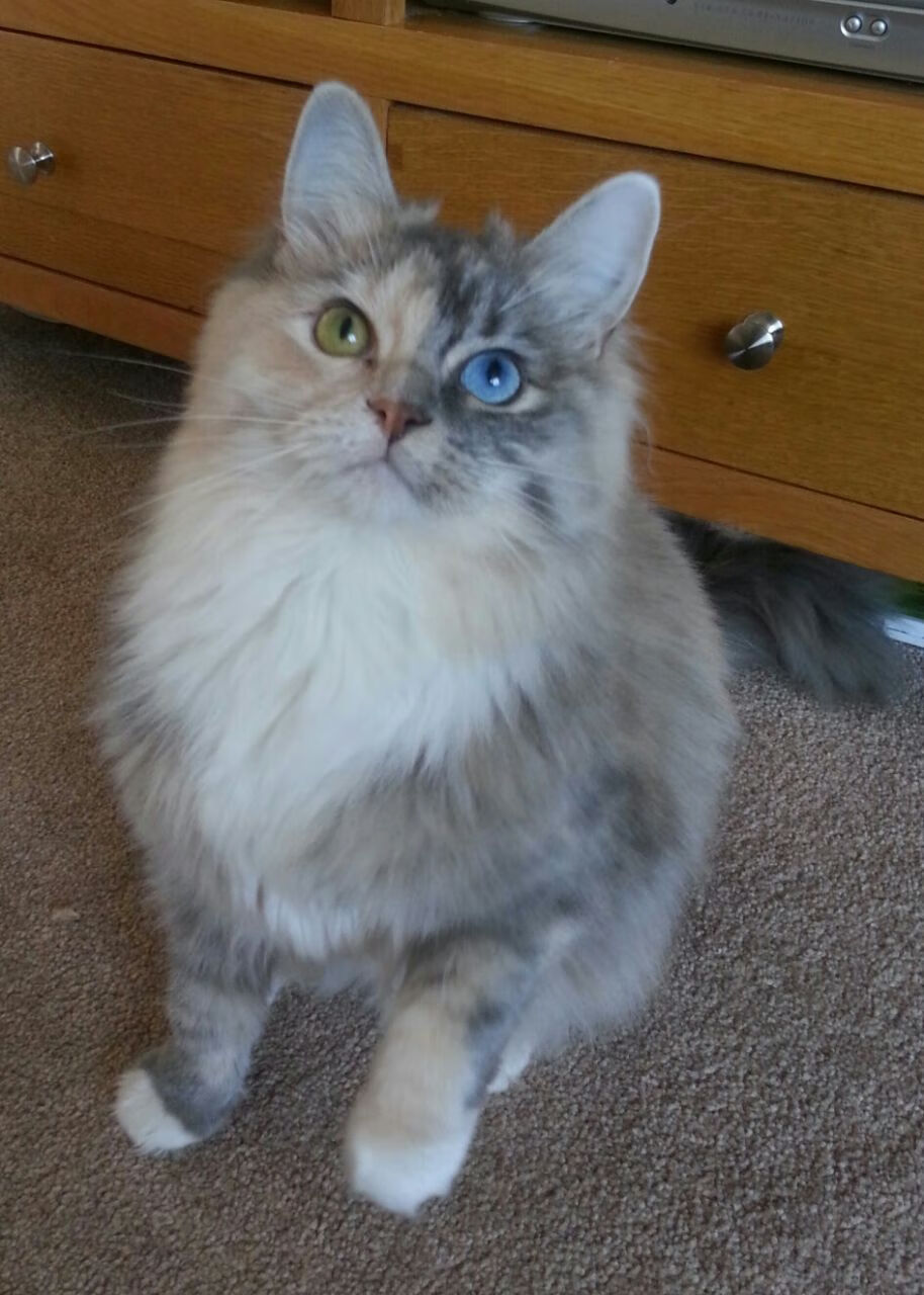 国际乒联赛制改革,观赛体验更加多元,国际乒联改了哪些规则