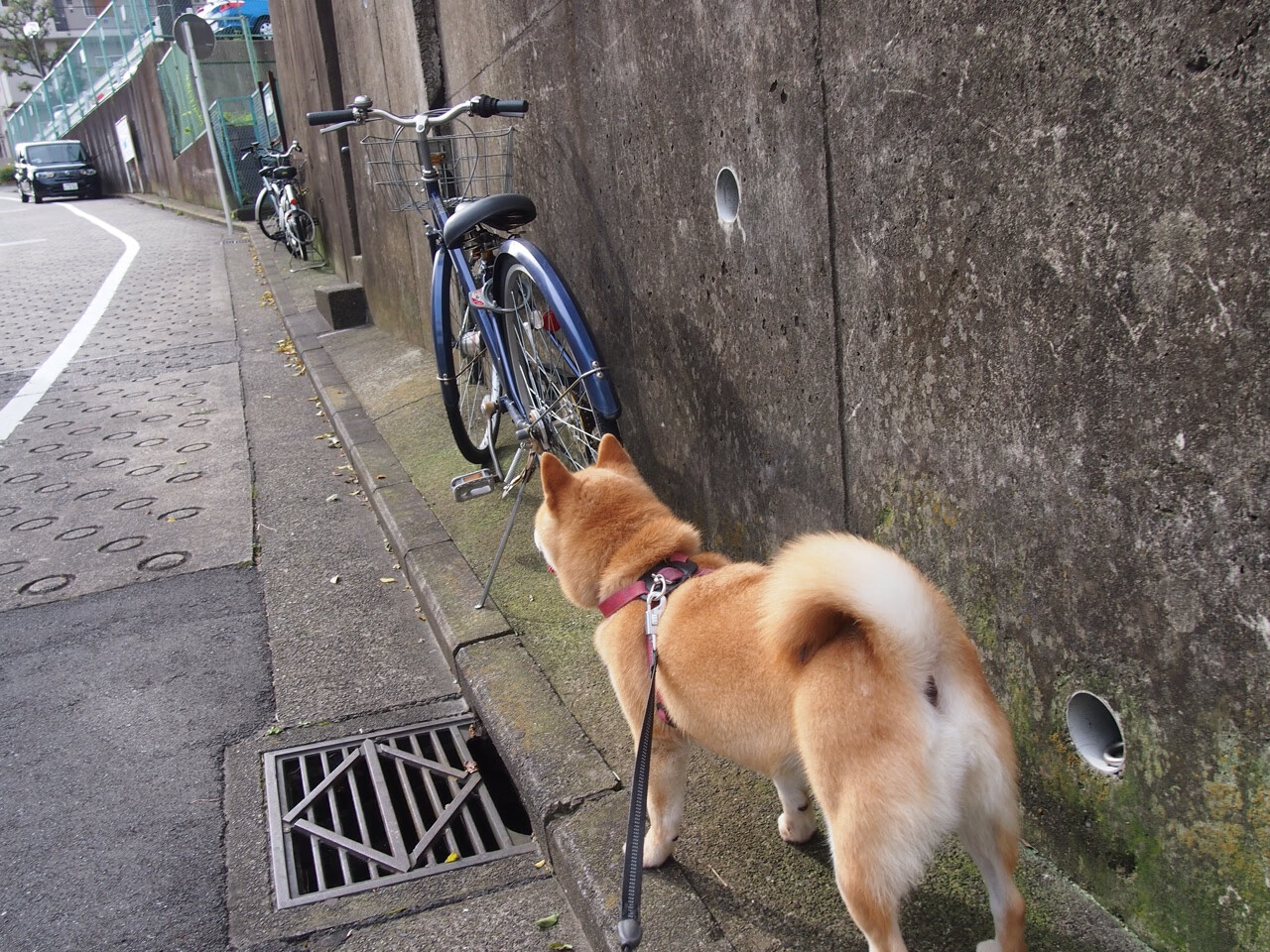羽毛球混双项目热度提升引发关注,羽毛球混双啥意思