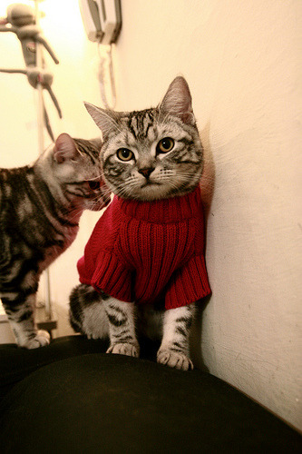 青少年棒球联赛拓展至西部地区,2021年青少年棒球比赛计划