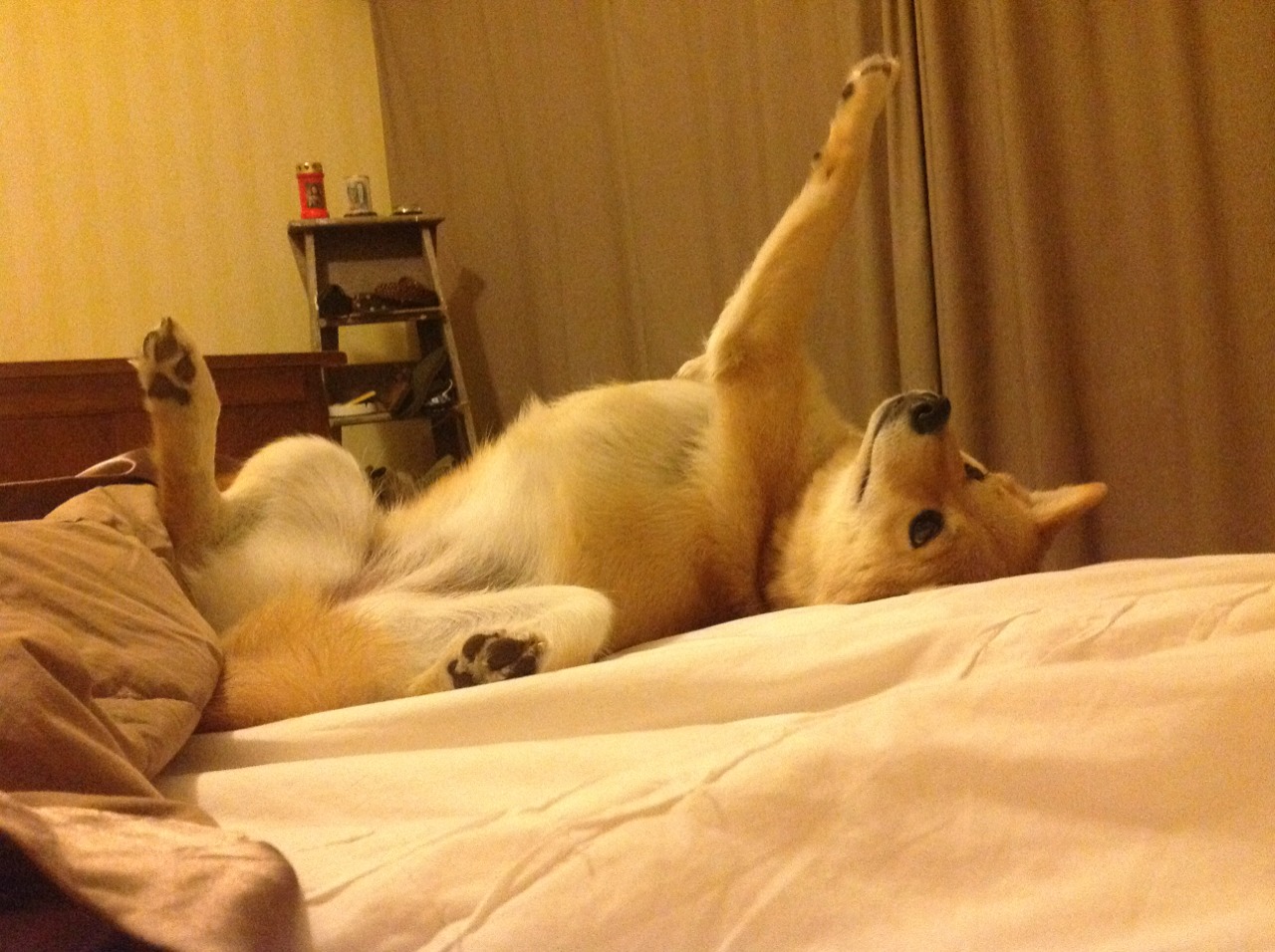 马龙：赛场上的“老将”，依然充满激情