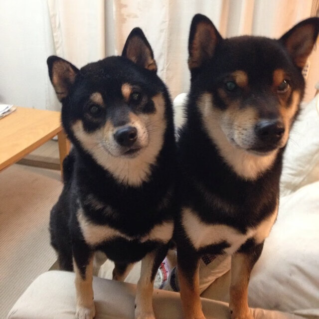 星空娱乐-中国男篮核心阵容轮换策略逐渐清晰，中国男篮阵容有哪些