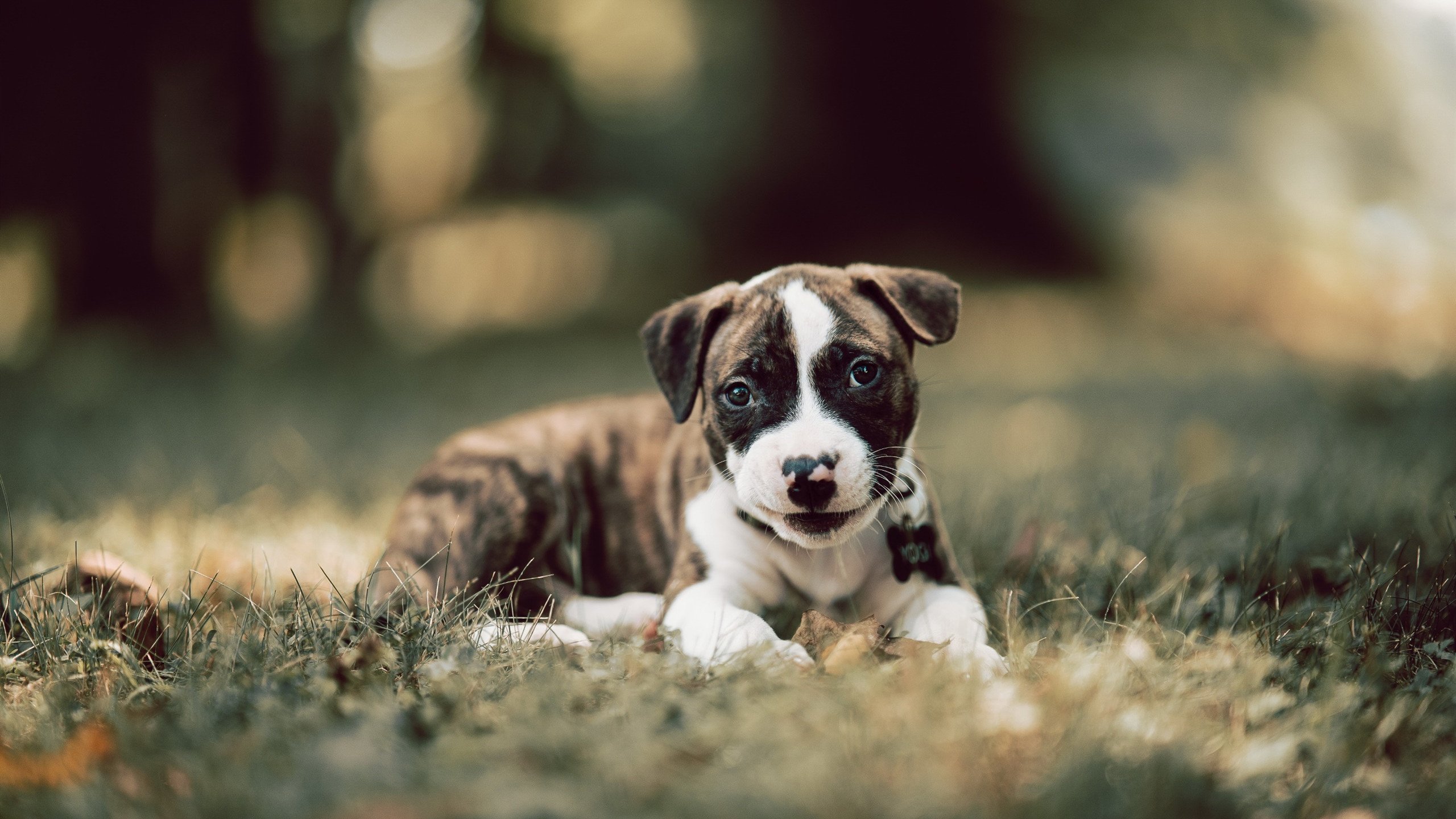 星空游戏平台-乔纳·隆戈的突破力与速度，点燃全黑队攻势的火焰，乔纳瓦罗是谁