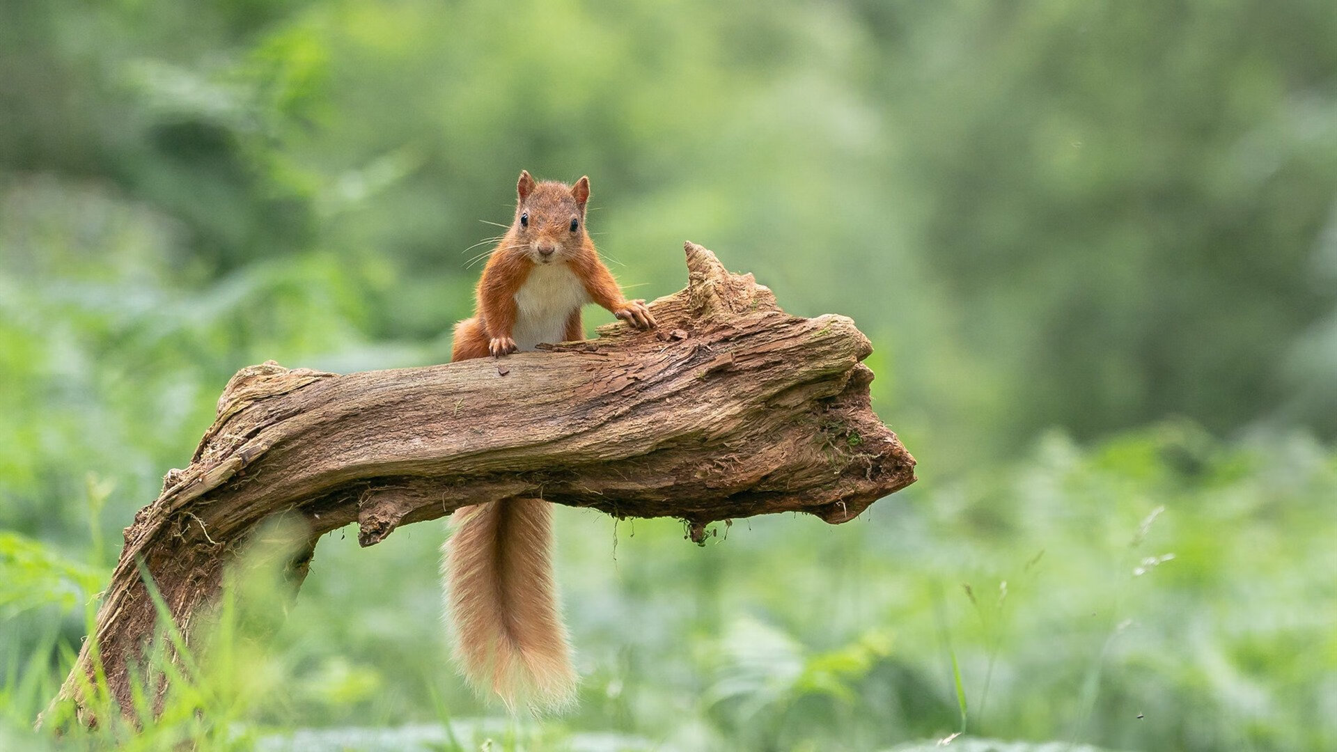 图穆亚的爆发力与出色的反击速度，成袋鼠队的致命武器，图阿vs穆勒