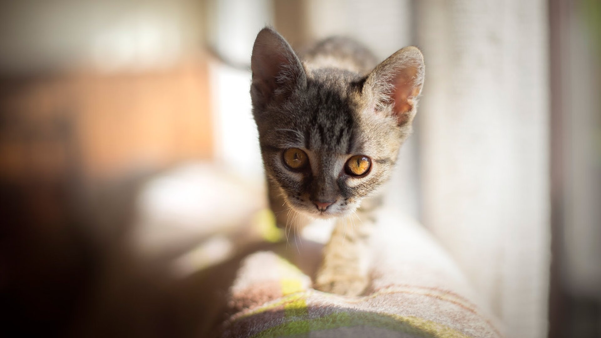 奥卡拉汉决赛表现引发媒体关注，奥卡拉汉州长